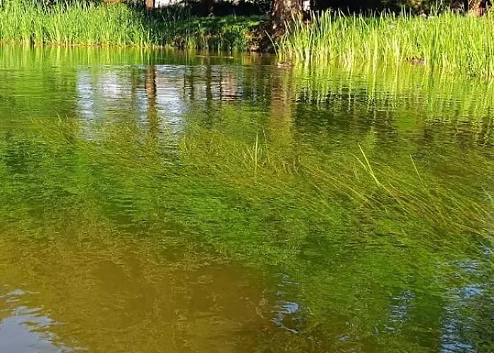 民宿 Sosnowe Zacisze - Goscinne Blisko Jeziora *